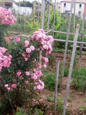 N'oubliez pas les fleurs pour les abeilles