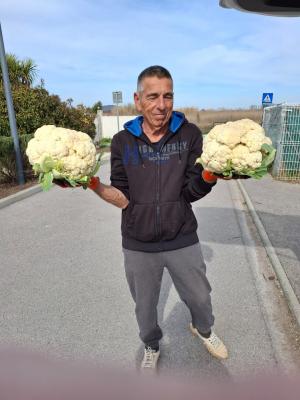 Des Choux Fleur Breton de VIC