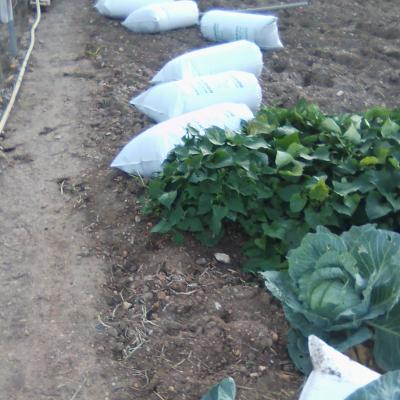 Le migou de Montbazin pour les futurs beaux légumes