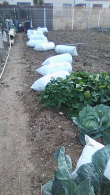 Le migou de Montbazin pour les futurs beaux légumes